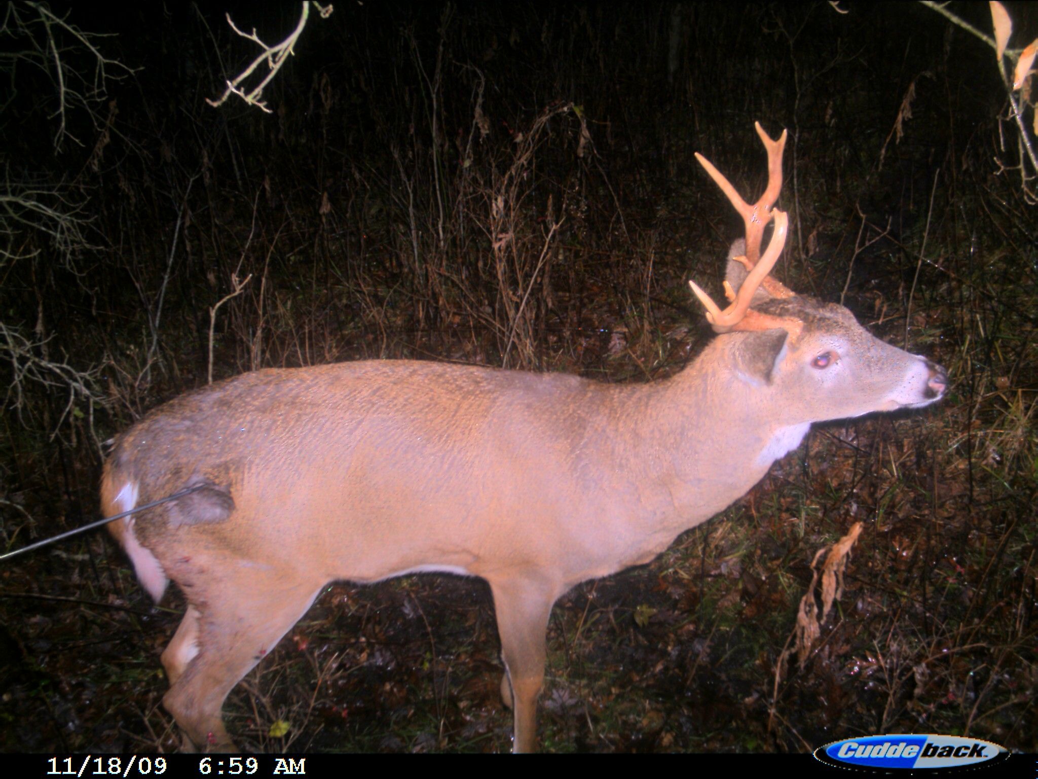 5677-trail Cam 019