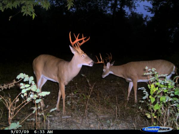 5677-trail Cam 032