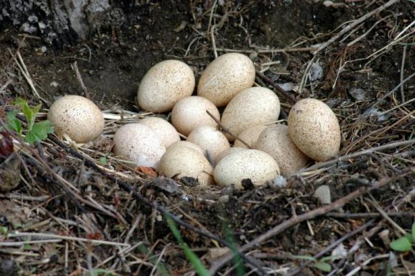 60112780.wildlifeturkeyeggs20060504 0004.jpg