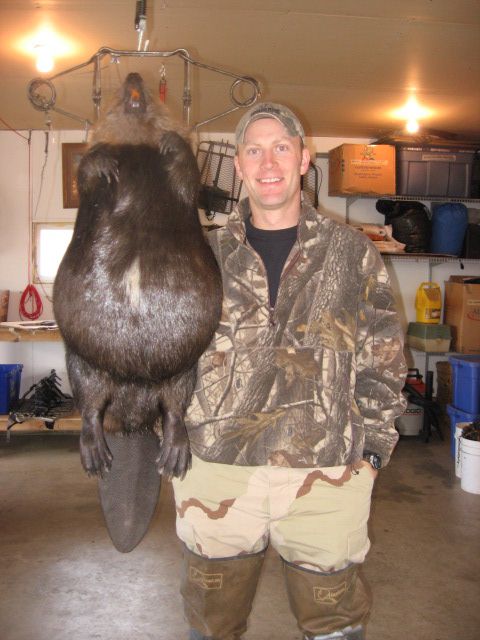 68 Lb Beaver