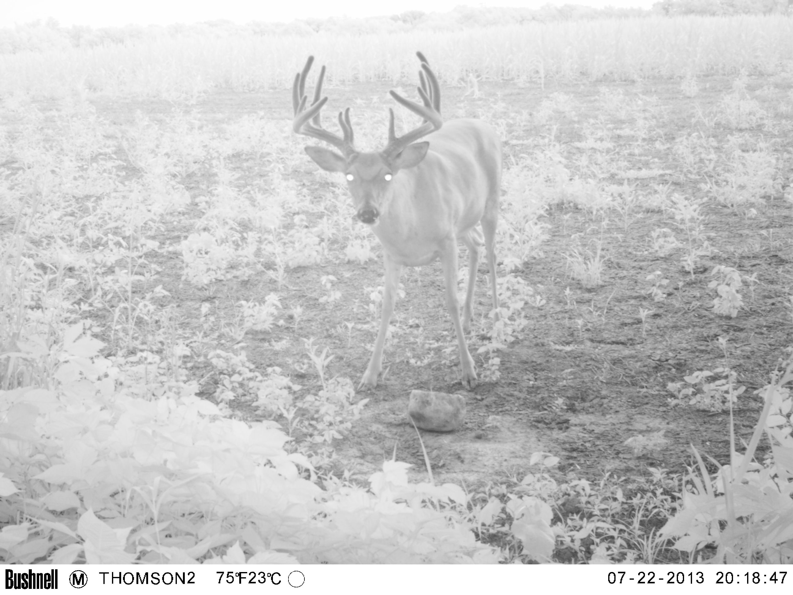 6x6