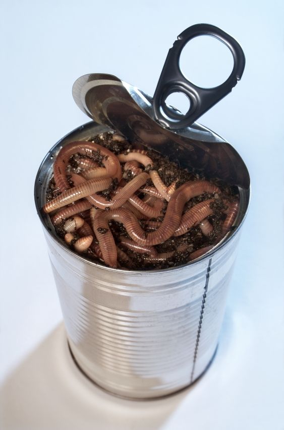 727-canofworms 675996