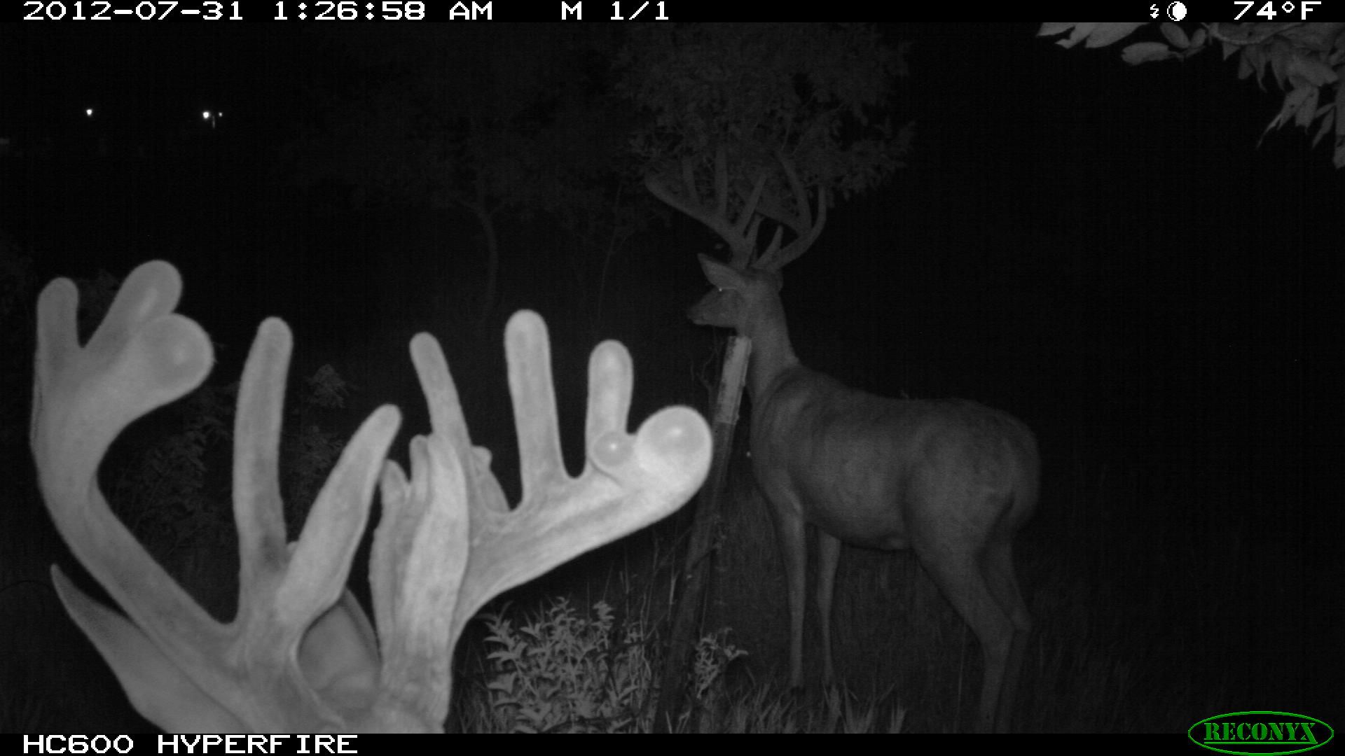 773-trailcam 2012 367