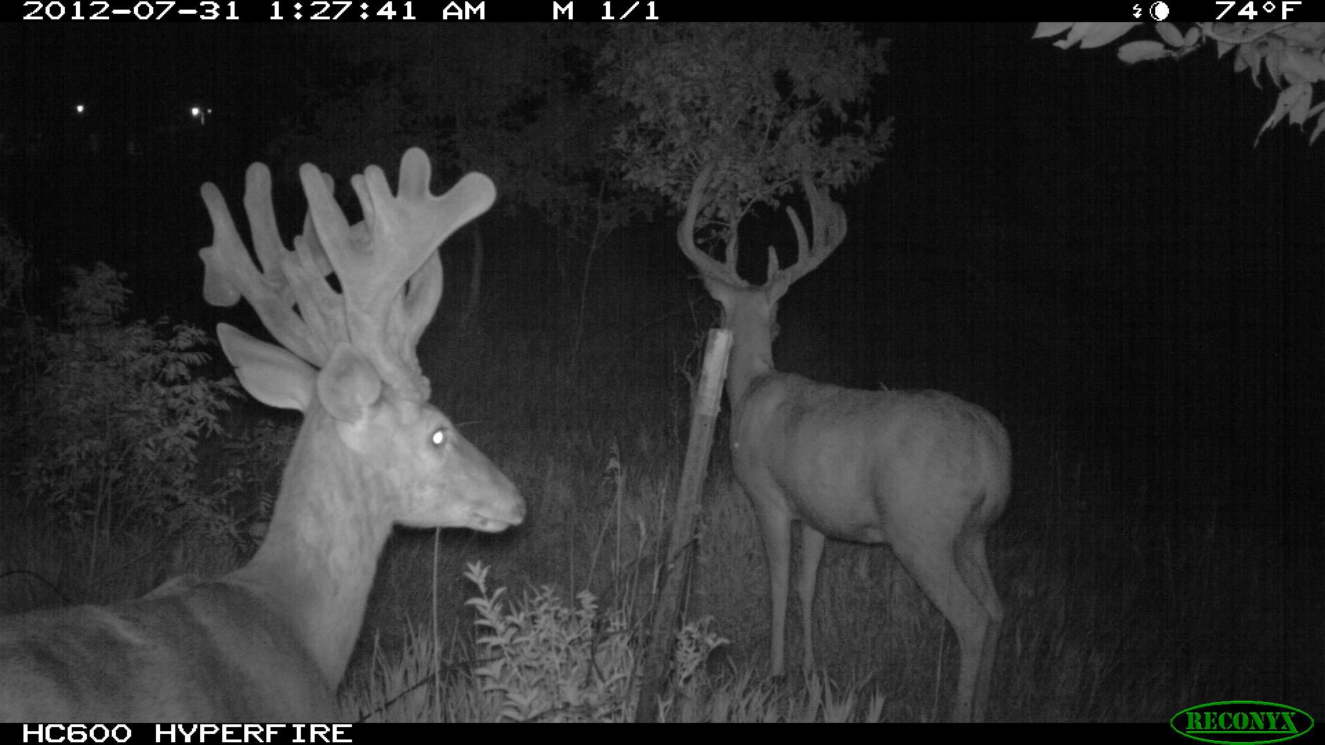 773-trailcam 2012 378