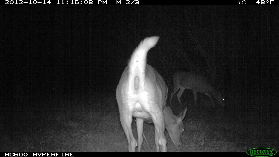 773-trailcam 2012 5422