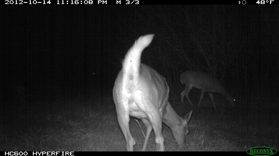 773-trailcam 2012 5432