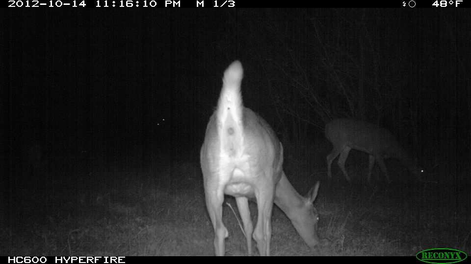 773-trailcam 2012 5442