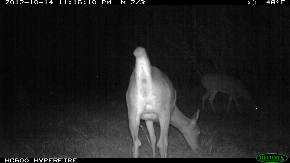 773-trailcam 2012 5452