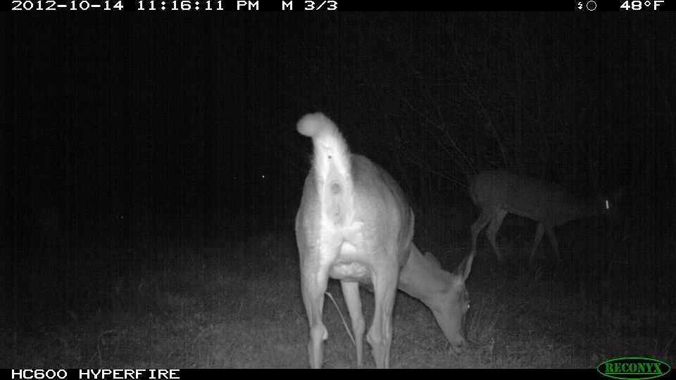 773-trailcam 2012 5462