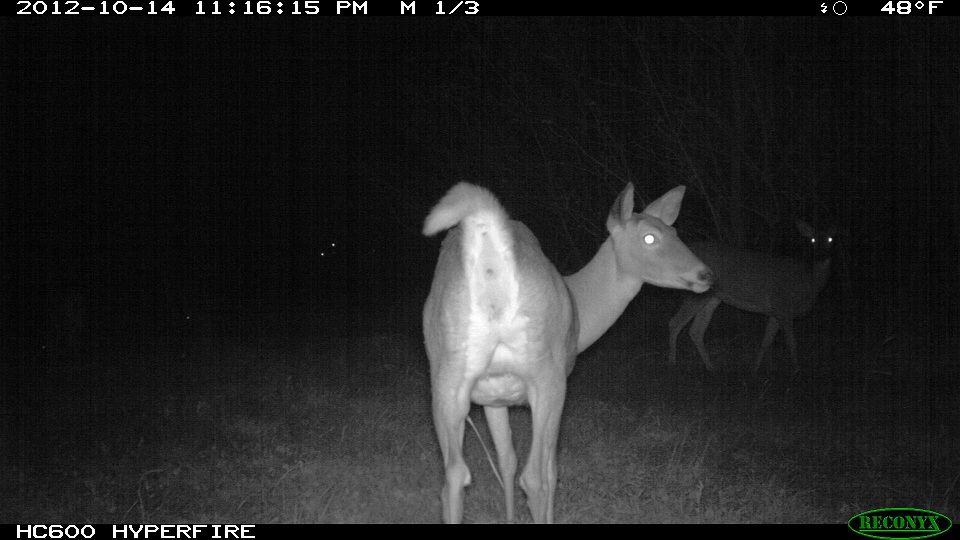 773-trailcam 2012 5472