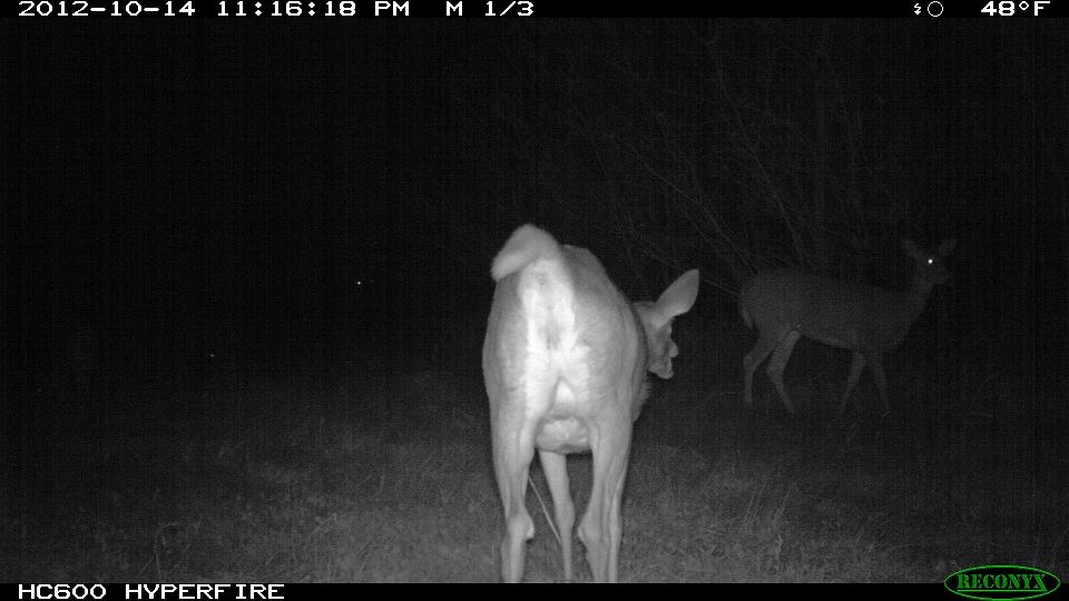 773-trailcam 2012 5502