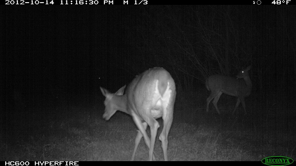 773-trailcam 2012 5532