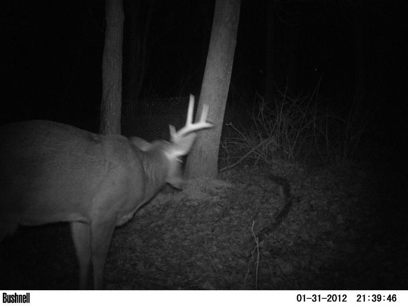 8 Point coming back to antler trap after loosing his left side.