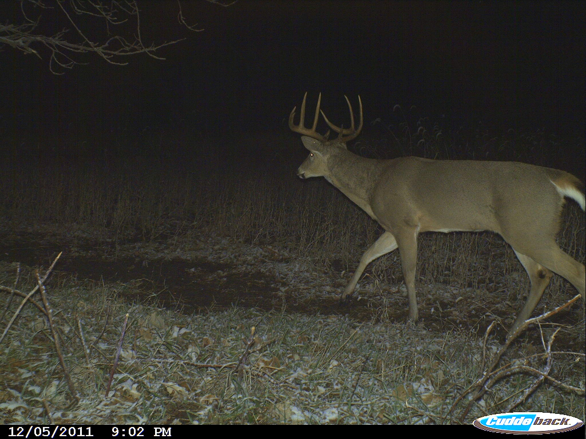 8 Point's