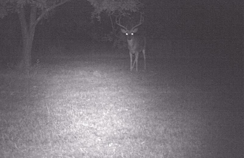 8 pt