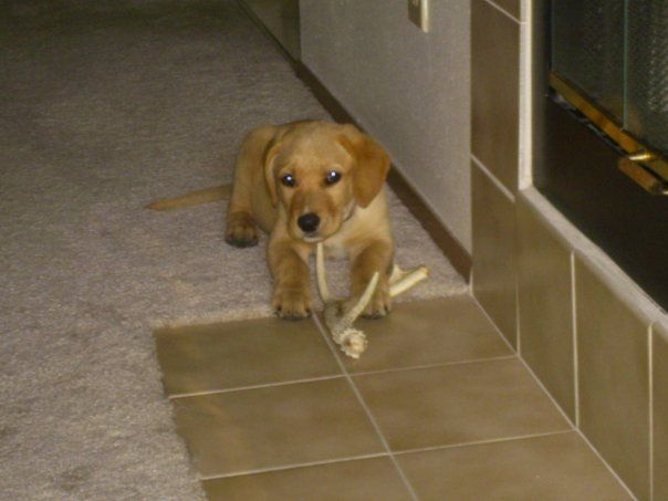 8 Weeks Old