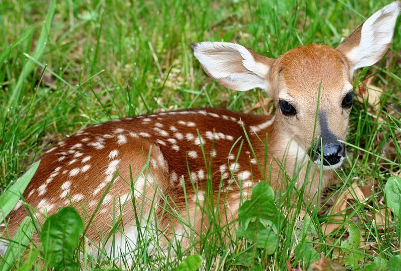 800px fawn in grass