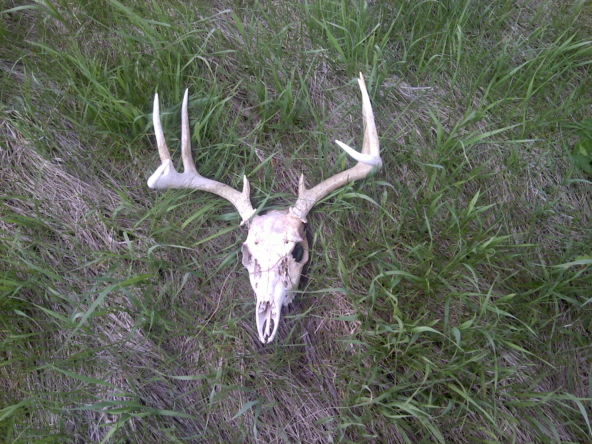 8pt.