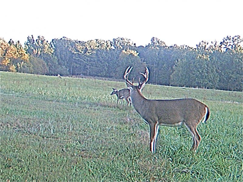 9 pt
