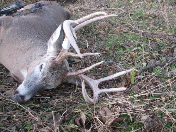 9967-buck