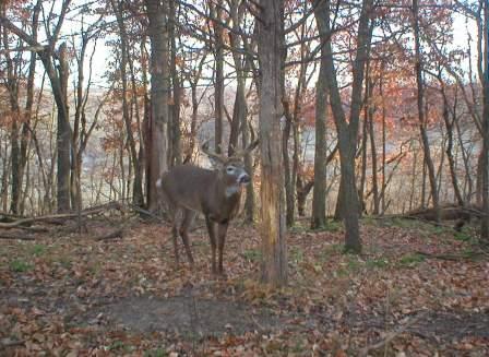 9pt