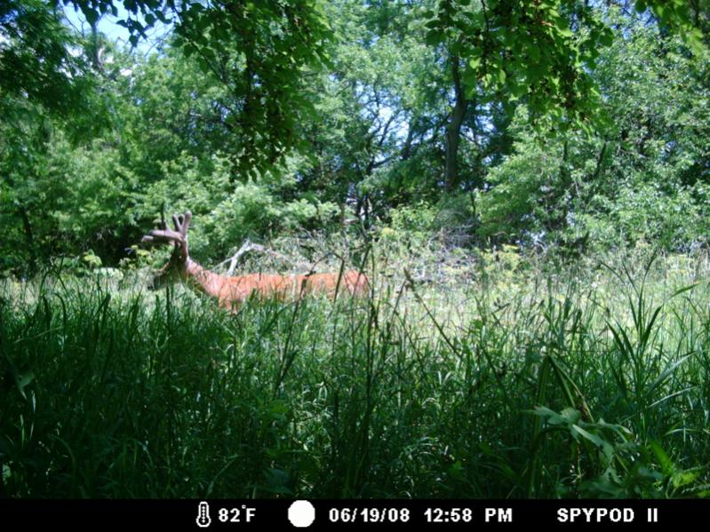 A booner in June.