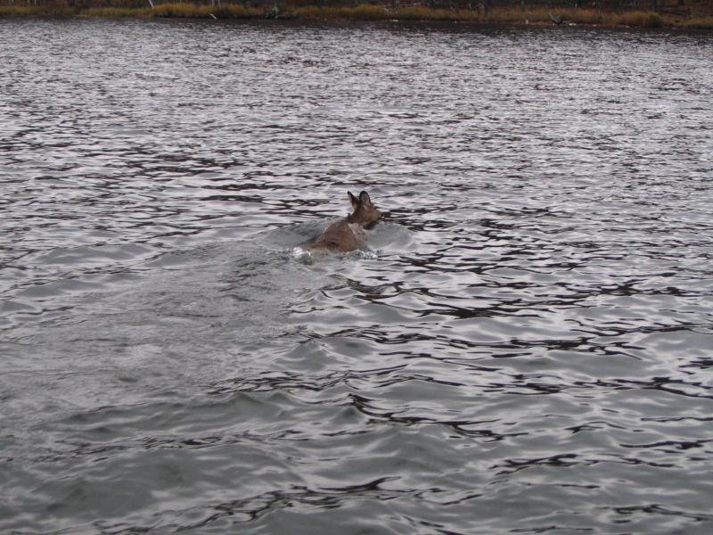 A nice surprise swimming from island to island on the Chippewa Flowage.