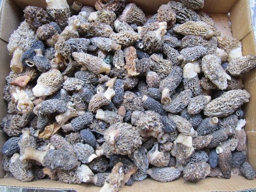 Alaska Morels