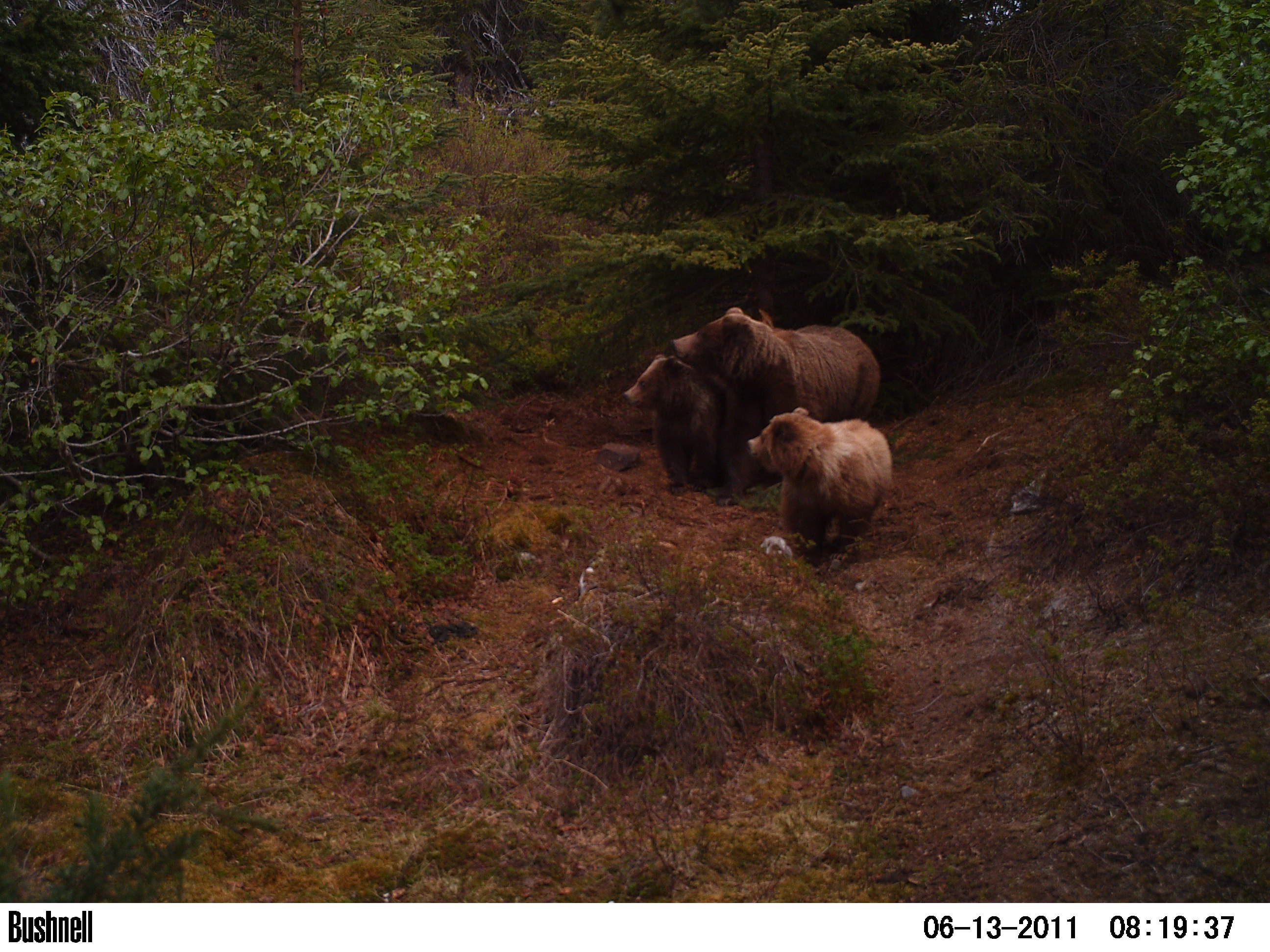 Alaska Trail Cam Pics