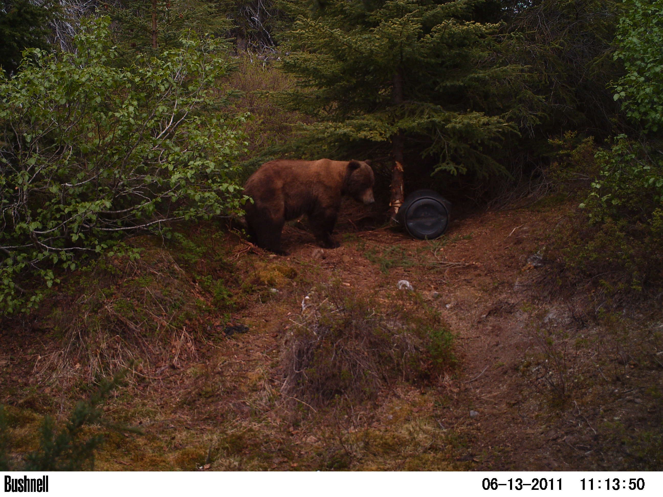 Alaska Trail Cam Pics