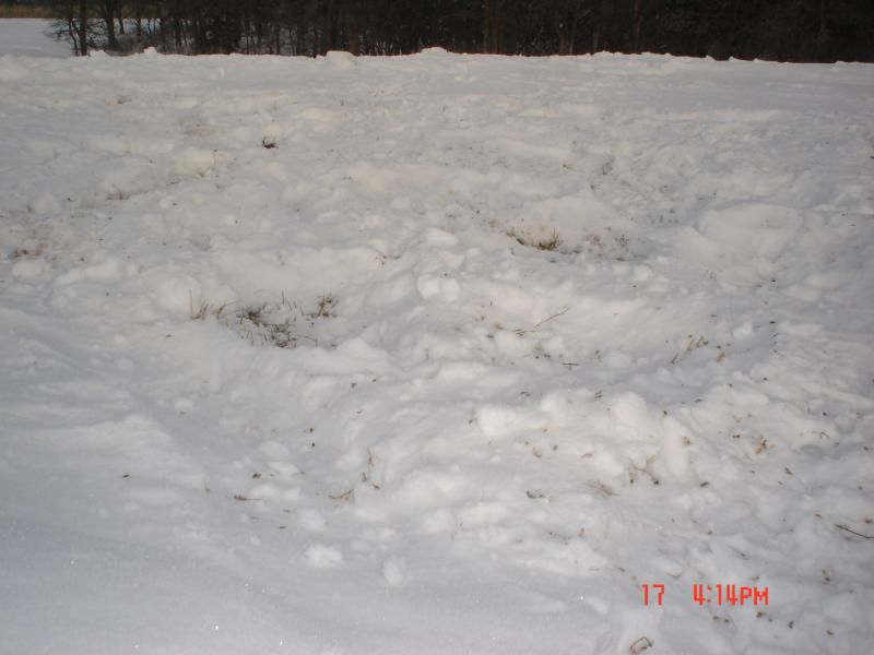 alfalfa winter pics 001