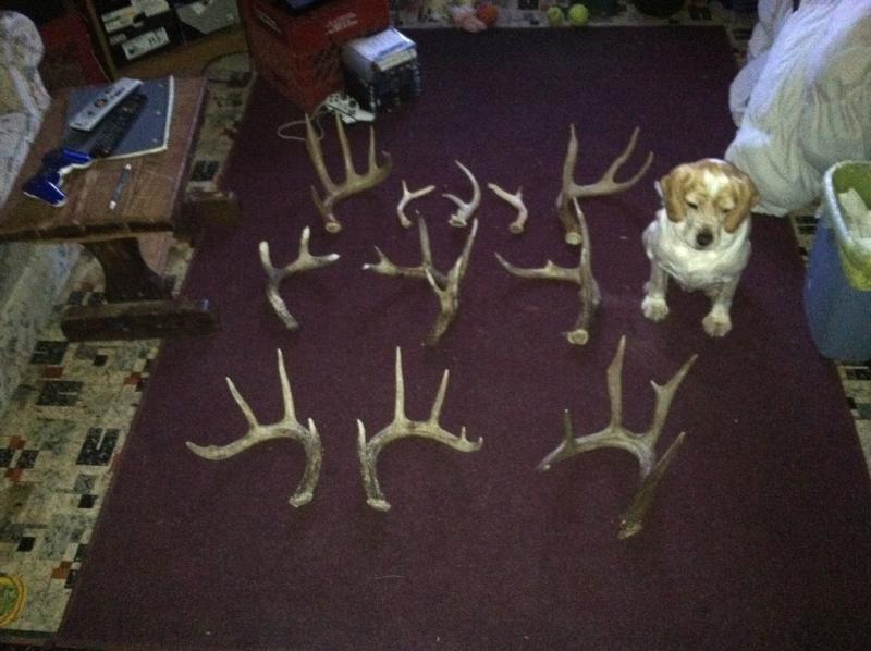 all my sheds 1st to last