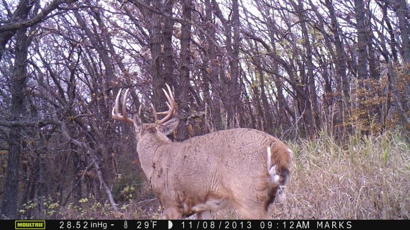 Another picture of the Big 10.  Great deer... was not fortunate enough to see him out of the stand.