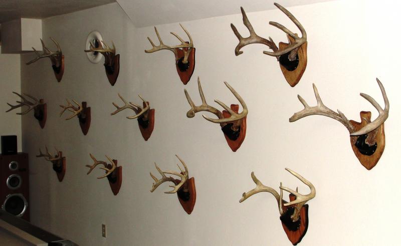 antler 1