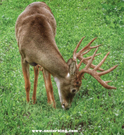 Antler King buck 174x190