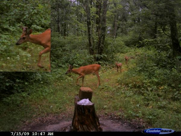 Antlered doe with 2 fawns?