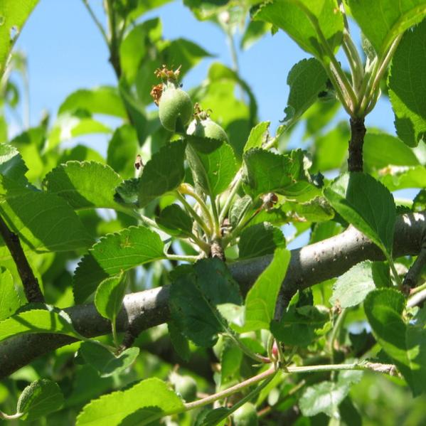 apples