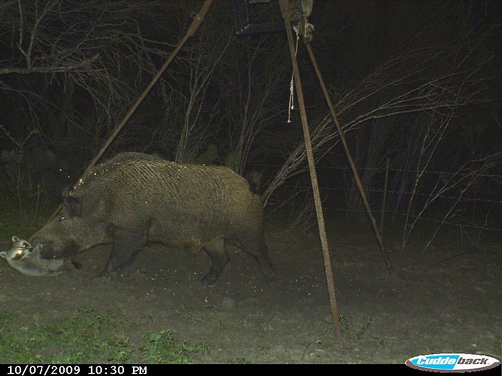 Arkansas Coon Dog