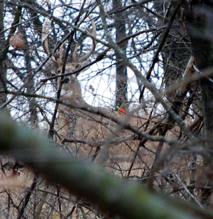 Arrow buck