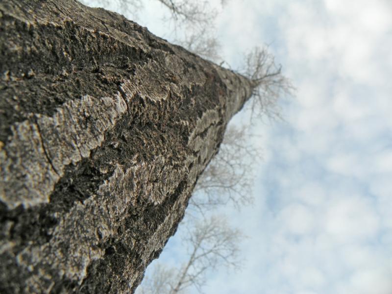 Aspen (2)