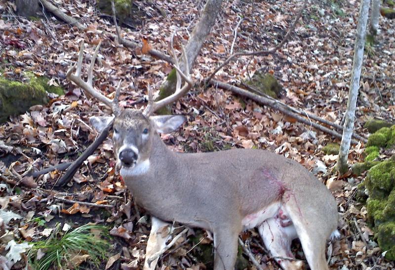 Bachelor No. 1 harvest - 2010
Gross score 145 3/8"