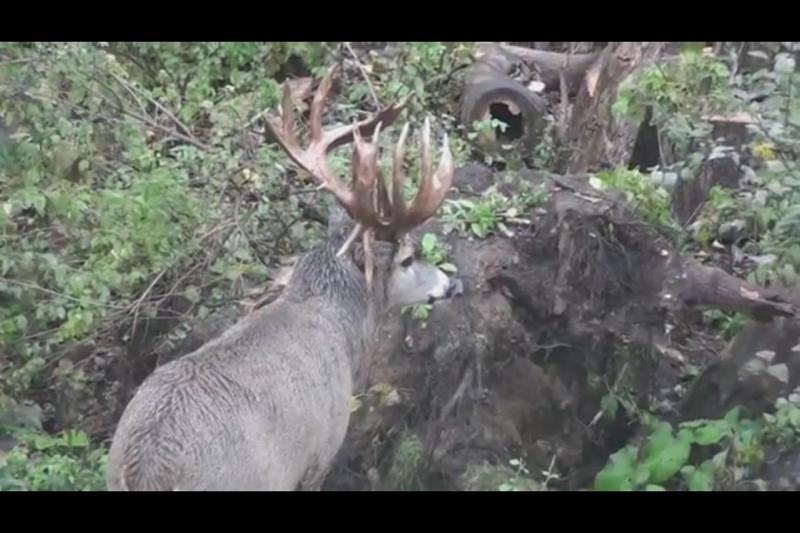 Back yard buck