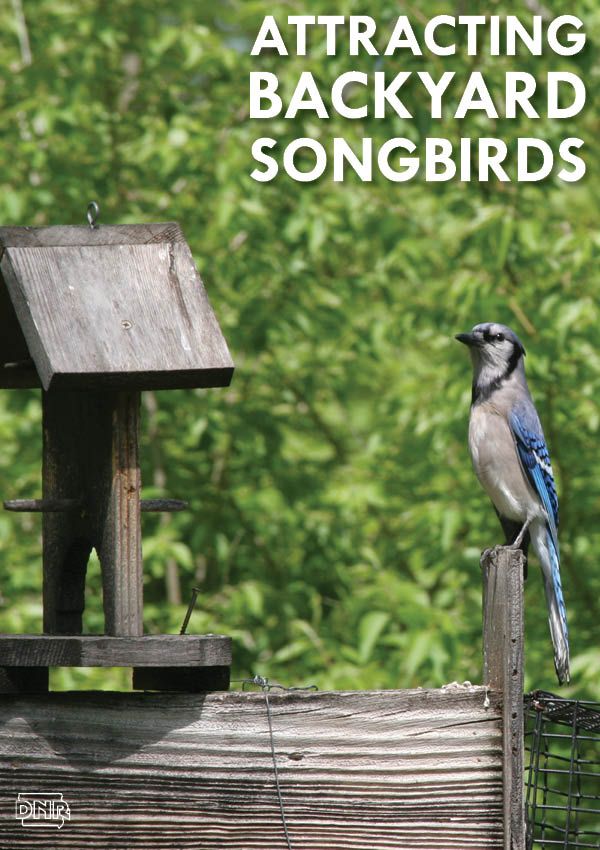 backyard songbirds