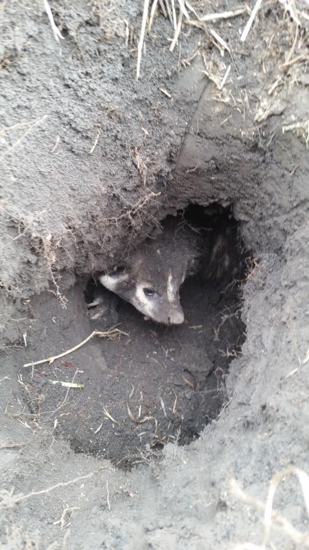 Badger #1 2016