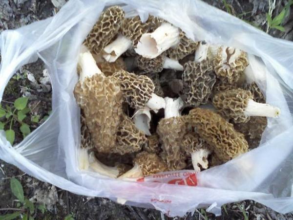 bag o shrooms