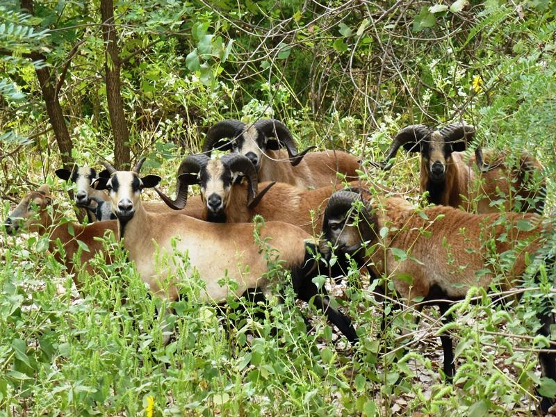 Barbados Sheep At Boar Ridge Wellston Ok