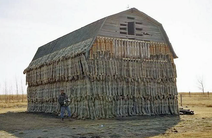 Barn Blanket
