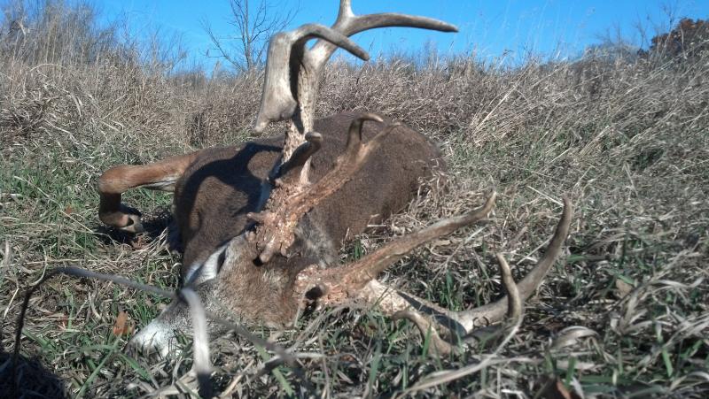 BBD