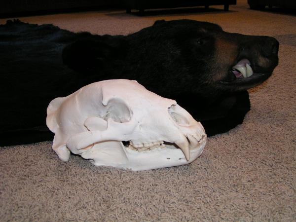 Bear Skull