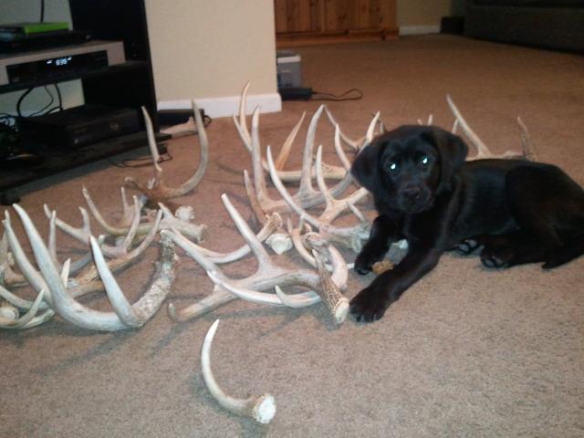 Beau with this years sheds so far